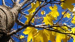 Landscapes nature yellow Beaches autumn leaves