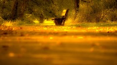 Landscapes nature yellow bench lonely