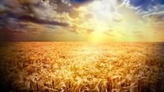 Landscapes nature yellow fields