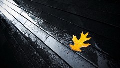 Landscapes nature yellow rain autumn leaf streets