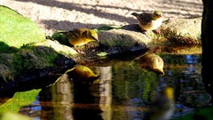 Landscapes nature yellow water Birds spring morning pebbles 