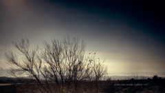 Landscapes nine inch nails