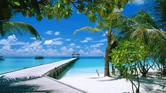 Landscapes ocean Maldives palm trees Beaches blue skies