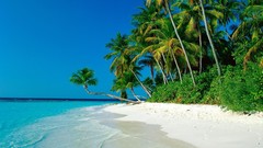 Landscapes ocean palm trees Beaches shore blue skies