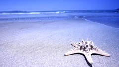 Landscapes ocean starfish Beaches