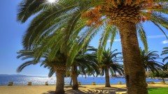 Landscapes palm trees