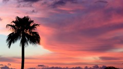 Landscapes palm trees