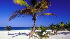 Landscapes palm trees Beaches
