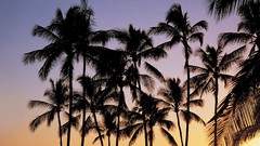 Landscapes palm trees Kauai