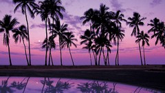 Landscapes palm trees oahu