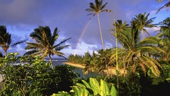 Landscapes palm trees rainbows