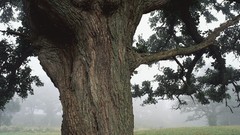 Landscapes panorama multiscreen