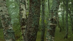 Landscapes panorama multiscreen