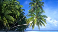 Landscapes paradise Islands Maldives palm trees Beaches