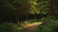 Landscapes paths forests