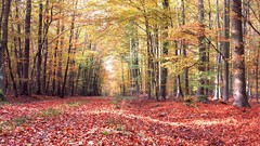 Landscapes paths leaf