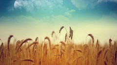 Landscapes Plants dreamy depth of field