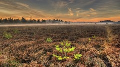 Landscapes Plants mist