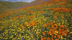 Landscapes Poppies California