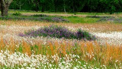 Landscapes purple Grassland