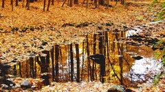 Landscapes rain autumn reflections forests