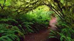 Landscapes rain Ferns Washington forests National