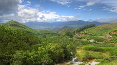 Landscapes Rainforest