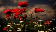 Landscapes red Flowers Poppies