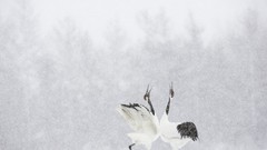 Landscapes red Japan Hokkaido national park