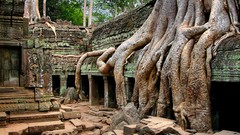 Landscapes roots ruins Temples cambodia