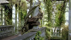 Landscapes roots Temples tropical