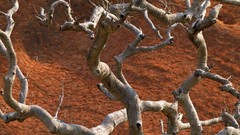 Landscapes sand nature branches deserts
