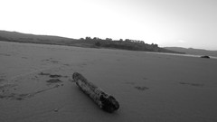 Landscapes sand nature water ocean branches Wood Beaches
