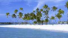 Landscapes sand nature water palm trees Beaches