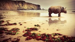 Landscapes sand Sea nature Animals rocks Beaches rhinoceros