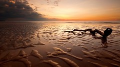 Landscapes sand Sea nature Beaches Driftwood