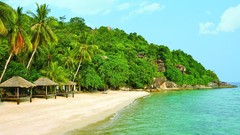 Landscapes sand Sea nature Trees water Green palm trees 