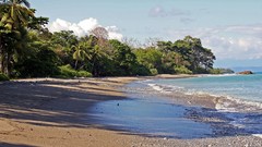 Landscapes sand stones nature ocean coast palm trees wet Beaches