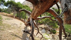 Landscapes sand Trees