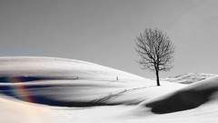 Landscapes sand Trees black and white deserts