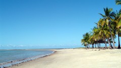 Landscapes sand Trees ocean Beaches