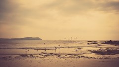 Landscapes Sea Beaches