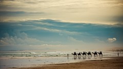 Landscapes Sea Camels Beaches tourism
