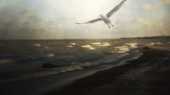 Landscapes Sea coast Birds Beaches seagulls