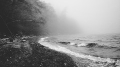 Landscapes Sea fog Trees grayscale sea shorelines