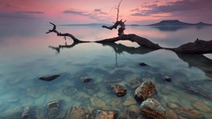 Landscapes Sea nature branches rocks