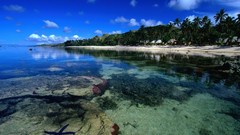 Landscapes Sea nature coast Fiji starfish palm trees Beaches 