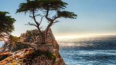 Landscapes Sea nature Trees ocean coast cliffs artwork