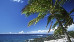 Landscapes Sea palm trees