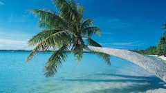 Landscapes Sea palm trees